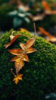 A leaf lying on top of a moss covered surface photo