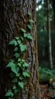 A tree with green leaves growing on it photo