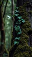 A mossy tree trunk with green leaves growing on it photo