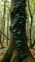 A tree with green leaves growing on it photo