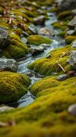 A stream of water running through a moss covered rock photo