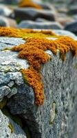 A close up of a rock with moss growing on it photo