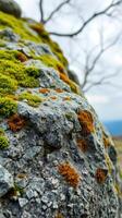 A rock with moss growing on it photo