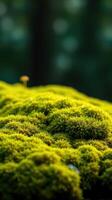 A close up of moss on a rock photo