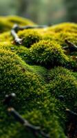 A close up of moss on a rock photo