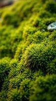 A close up of green moss on a rock photo