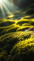 A close up of a moss covered field with sunlight shining through photo