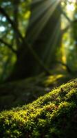 A moss covered tree in the forest photo