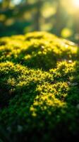 A close up of green moss on a tree photo