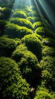A mossy green field with sunlight shining through it photo