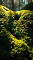 A moss covered rock in the woods photo
