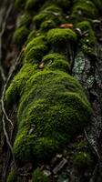 A close up of a moss covered tree trunk photo