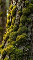 A close up of a tree with moss growing on it photo