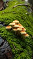 A group of mushrooms growing on a moss covered log photo