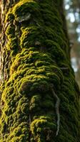 A tree with moss growing on it photo