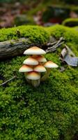 A group of mushrooms growing on a moss covered ground photo