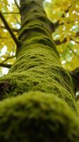 A tree trunk with green moss growing on it photo