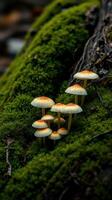 A group of mushrooms growing on a moss covered tree photo