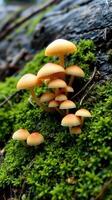 A group of mushrooms growing on a moss covered log photo