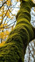 A tree with moss growing on it photo