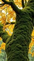 A large tree with yellow leaves and moss photo