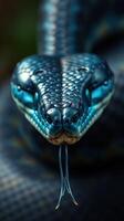 A close up of a blue snake with its mouth open photo