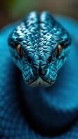 A close up of a blue snake with its head turned to the side photo