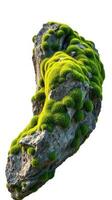 A rock covered in moss on a white background photo