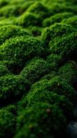 A close up of moss growing on the ground photo
