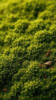 A close up of green moss on a surface photo