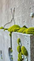 A wall covered with moss and plants photo
