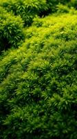 A close up of a green plant photo