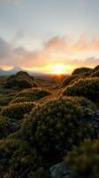 A sunset over a field of moss photo