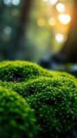 A close up of green moss on a rock photo
