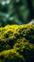 A close up of moss on a tree photo
