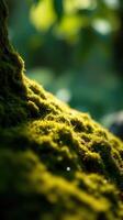 A close up of a moss covered rock photo