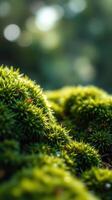 A close up of green moss on a tree photo