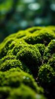 A close up of green moss on a tree photo