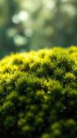 A close up of green moss on a tree photo