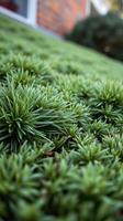 A close up of a grassy area with green plants photo