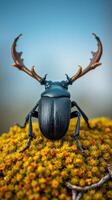 A black beetle with antlers sitting on top of a green moss photo