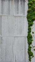 A wall with moss growing on it photo