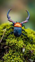A red and black beetle with orange wings sitting on top of moss photo