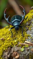 A black beetle with red horns sitting on a moss covered rock photo