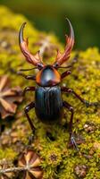 A large beetle with black and orange markings on its back photo