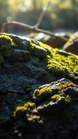 A close up of moss on a rock photo