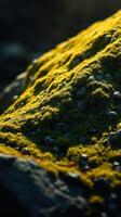 A close up of moss on a rock photo