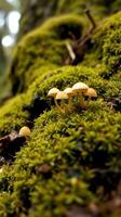 A group of mushrooms growing on a moss covered tree photo