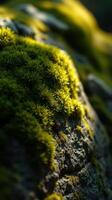 A close up of moss growing on a rock photo