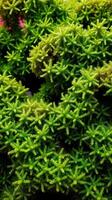 A close up of a green plant with many small leaves photo